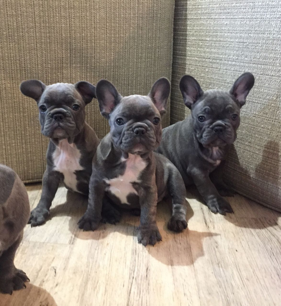 French Bulldog Puppies For Sale Southwest Philadelphia