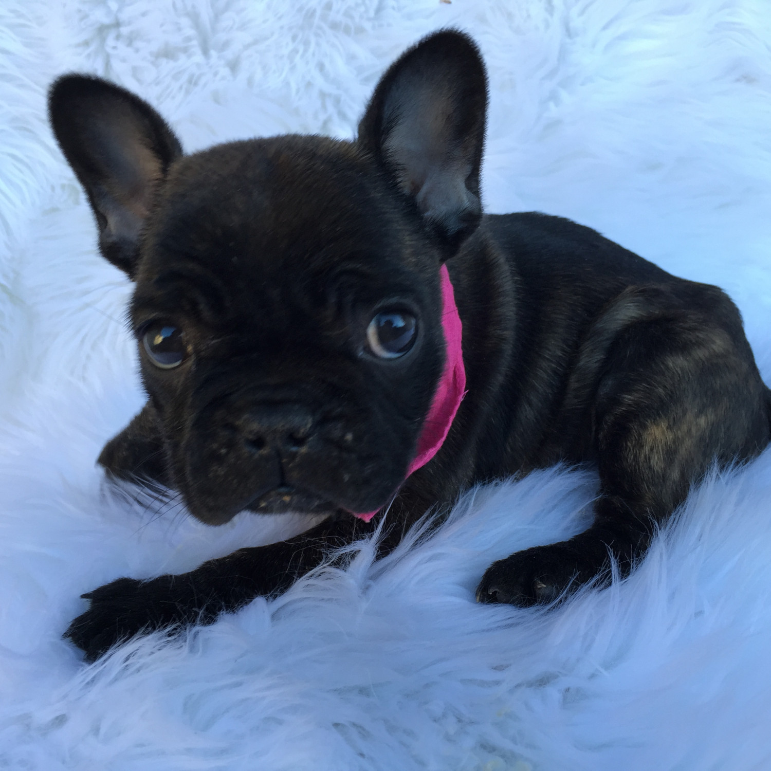French Bulldog Puppies For Sale Beverly Hills, CA 195376