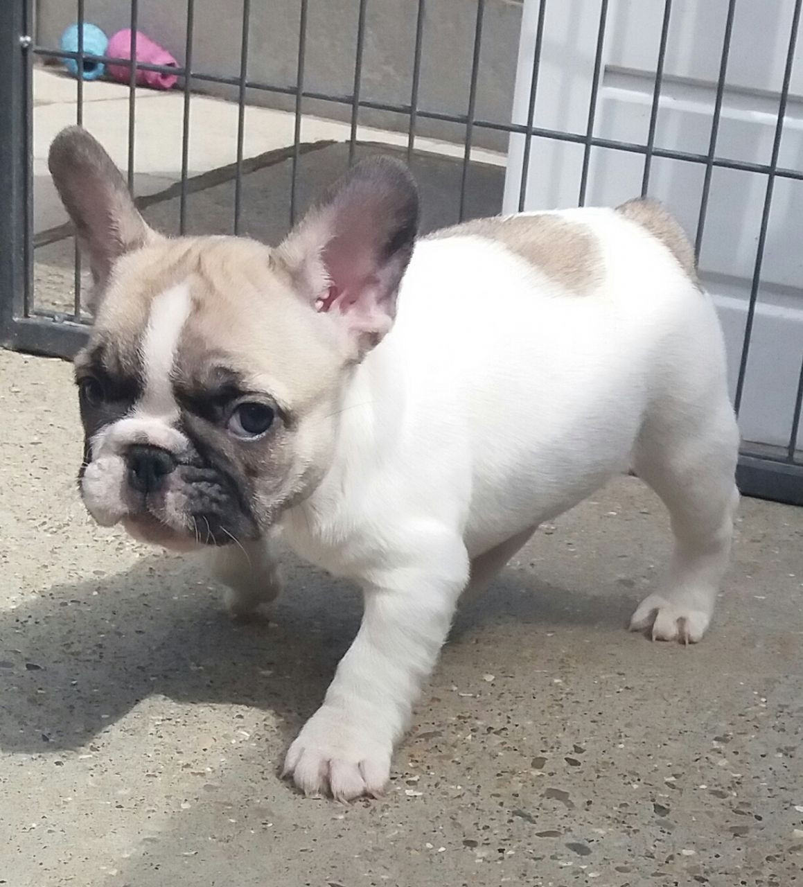 French Bulldog Puppies For Sale West Springfield, MA 196015