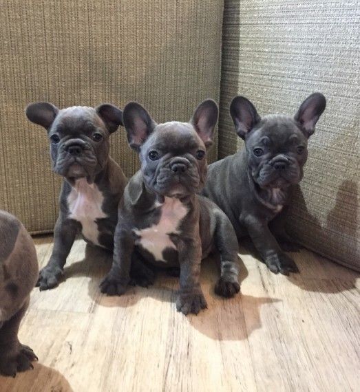 French Bulldog Puppies For Sale Augusta, WI 196056
