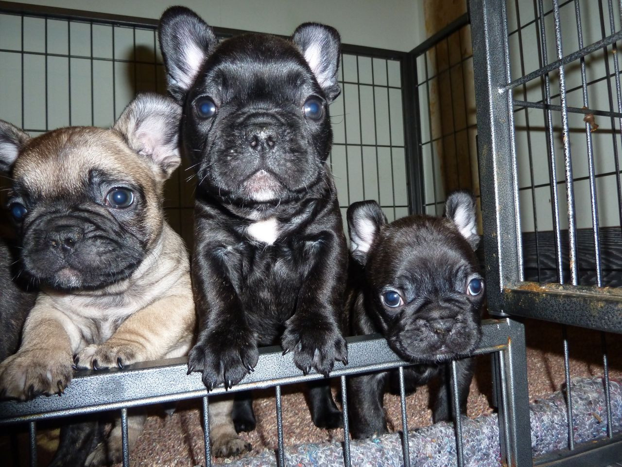 French Bulldog Puppies For Sale Crestwood, KY 196551