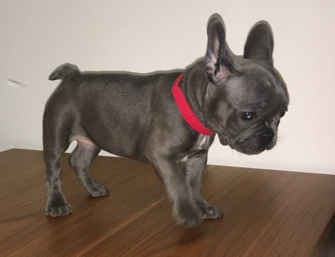 French Bulldog Puppies For Sale White Hall, AR 196588