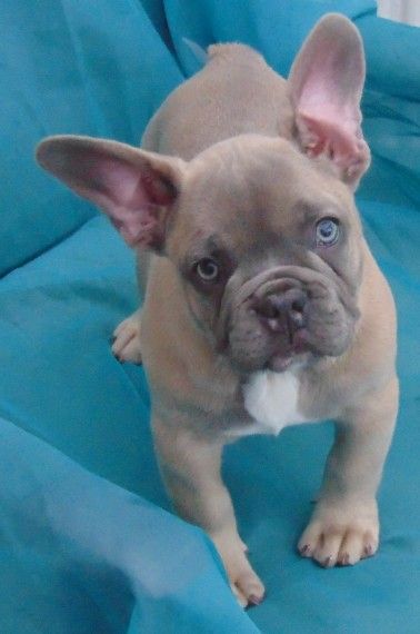 59 HQ Images Isabella French Bulldog Puppies For Sale / 2 French Bulldog Puppies For Sale | in Harlow, Essex | Gumtree