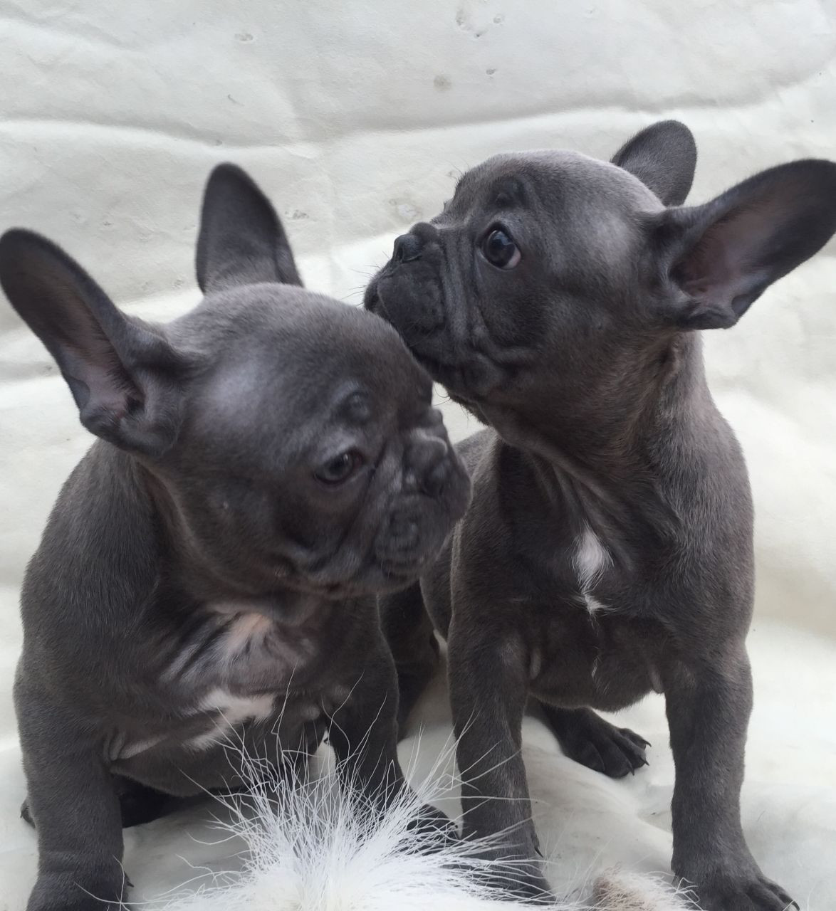 French Bulldog Puppies For Sale Ohio Pike, OH 198763