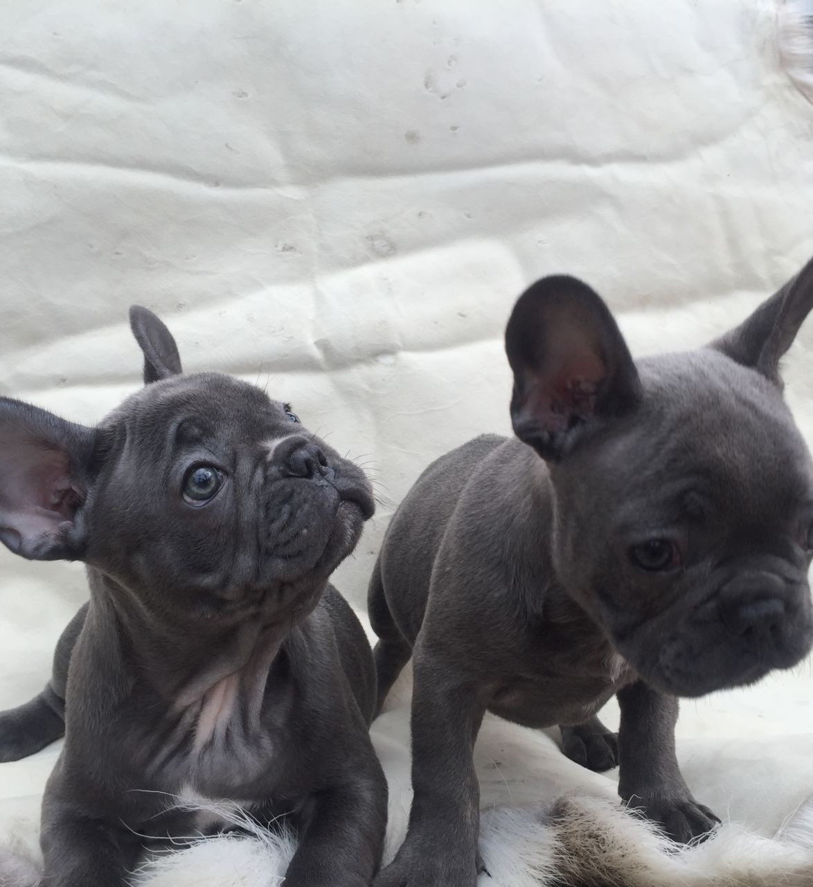 French Bulldog Puppies For Sale Ohio Pike, OH 198763