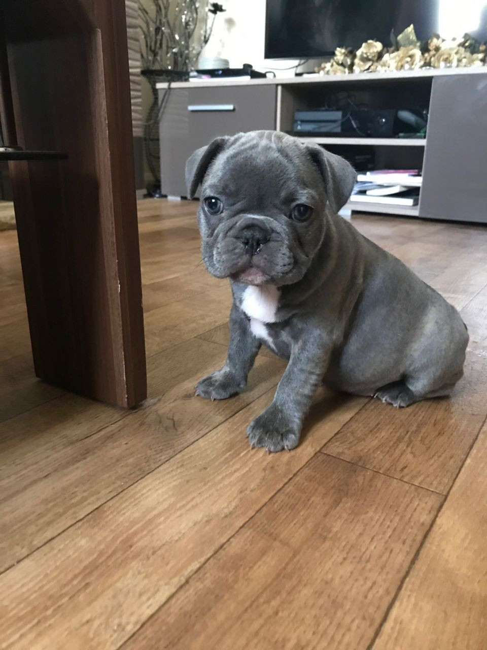 French Bulldog Puppies For Sale San Diego, CA 200527