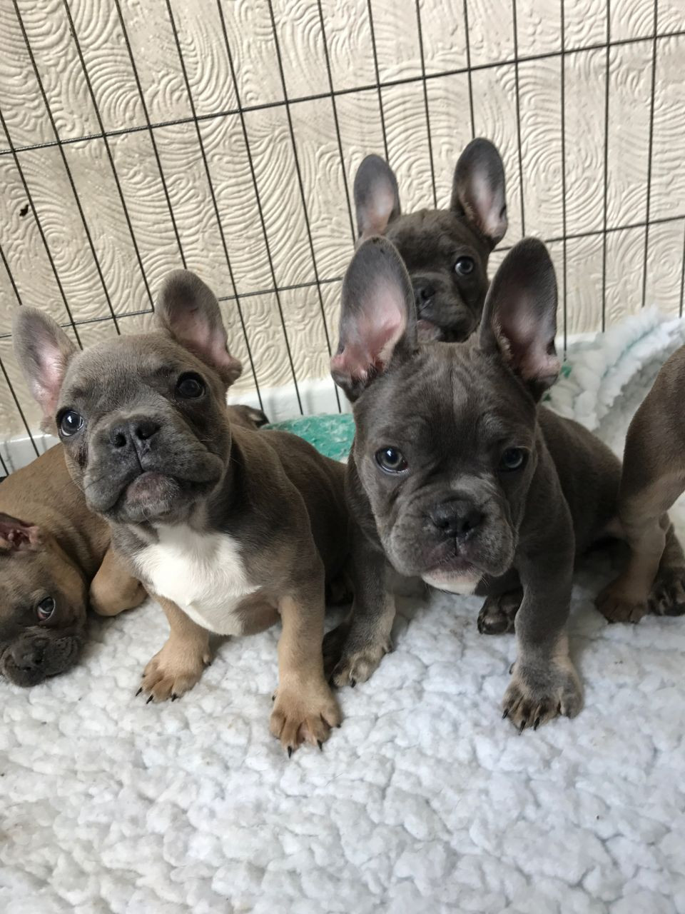 French Bulldog Puppies For Sale Chicago, IL 201716