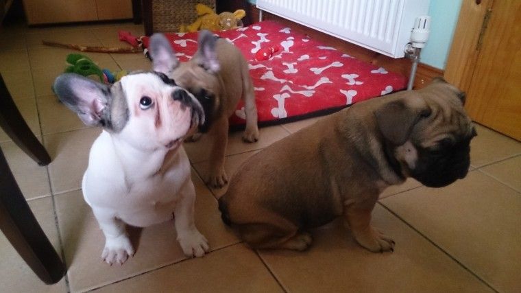 French Bulldog Puppies For Sale Cheyenne, WY 202655