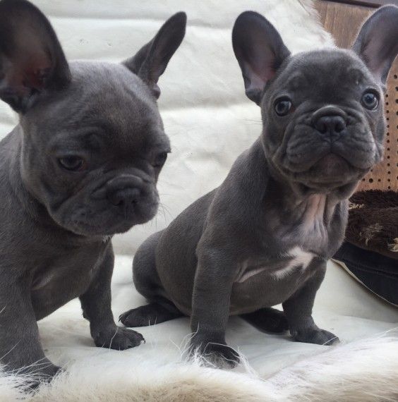 French Bulldog Puppies For Sale New Castle, PA 202939