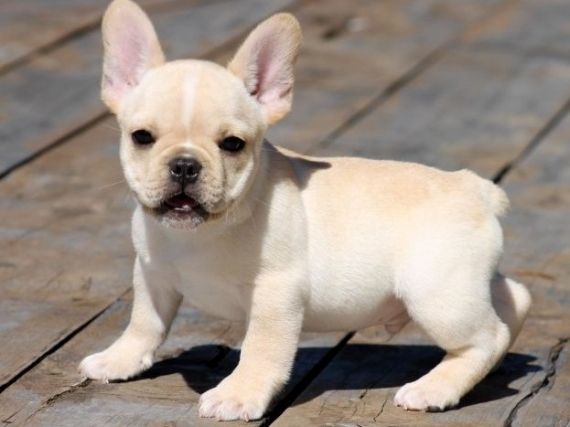 French Bulldog Puppies For Sale Mound, MN 205922