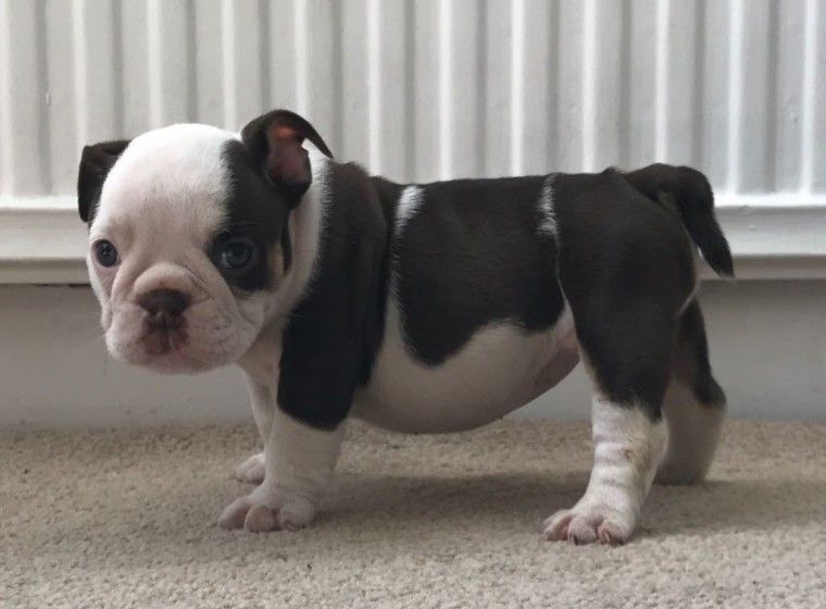 French Bulldog Puppies For Sale Erie, PA 206769