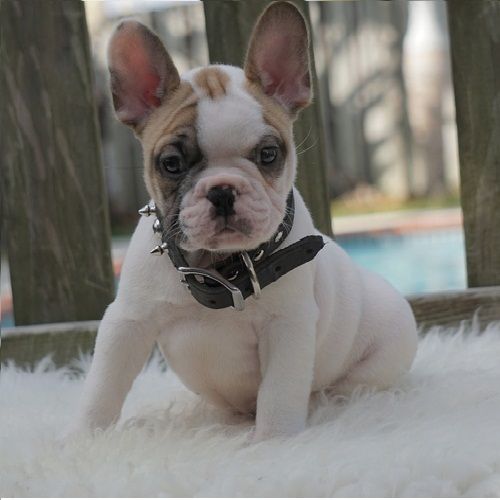 French Bulldog Puppies For Sale California 111, CA 209274
