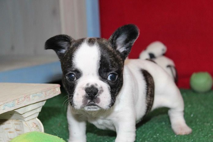 French Bulldog Puppies For Sale Arizona 89A, AZ 210895