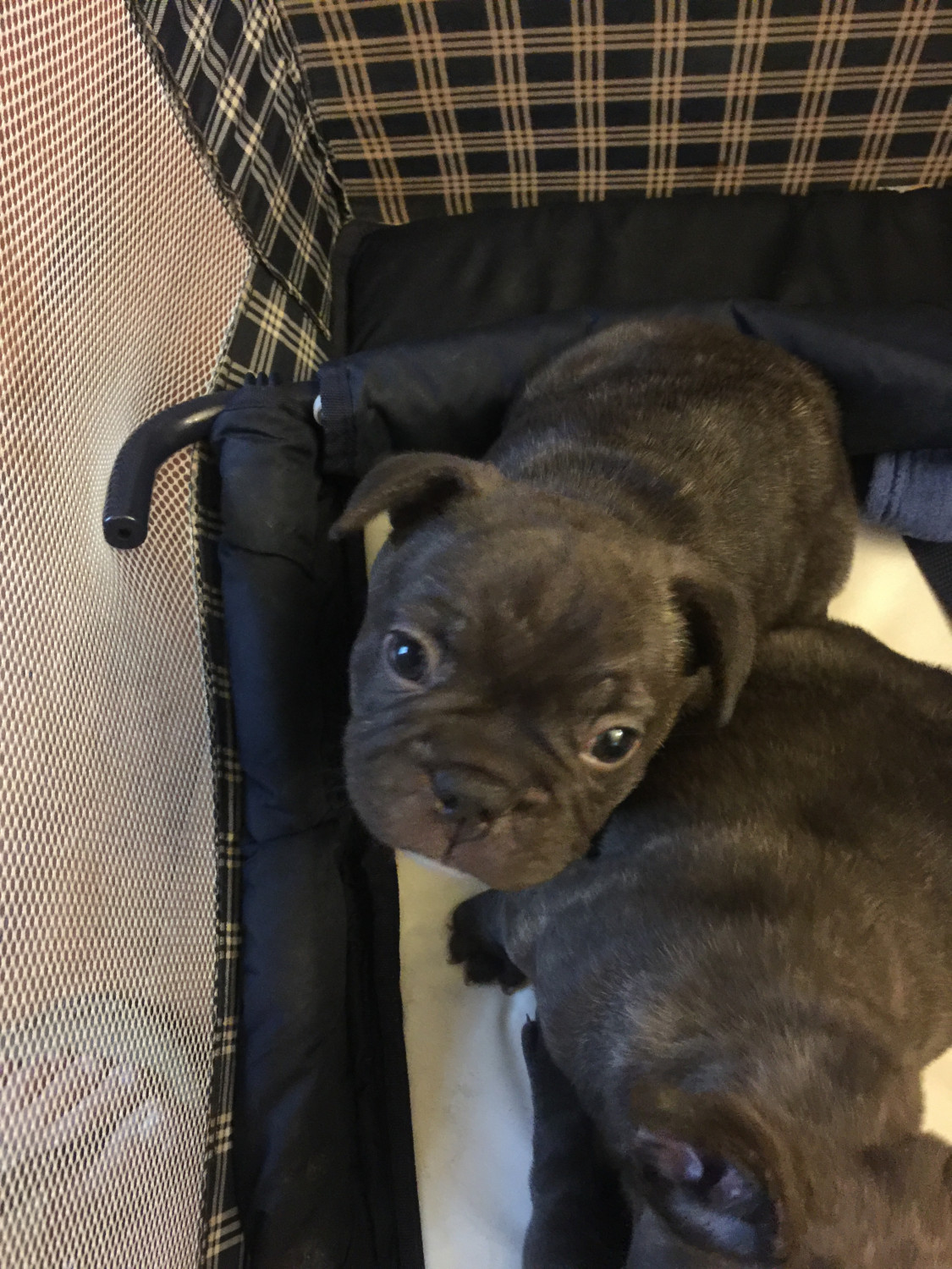 French Bulldog Puppies For Sale Joliet Il 212686