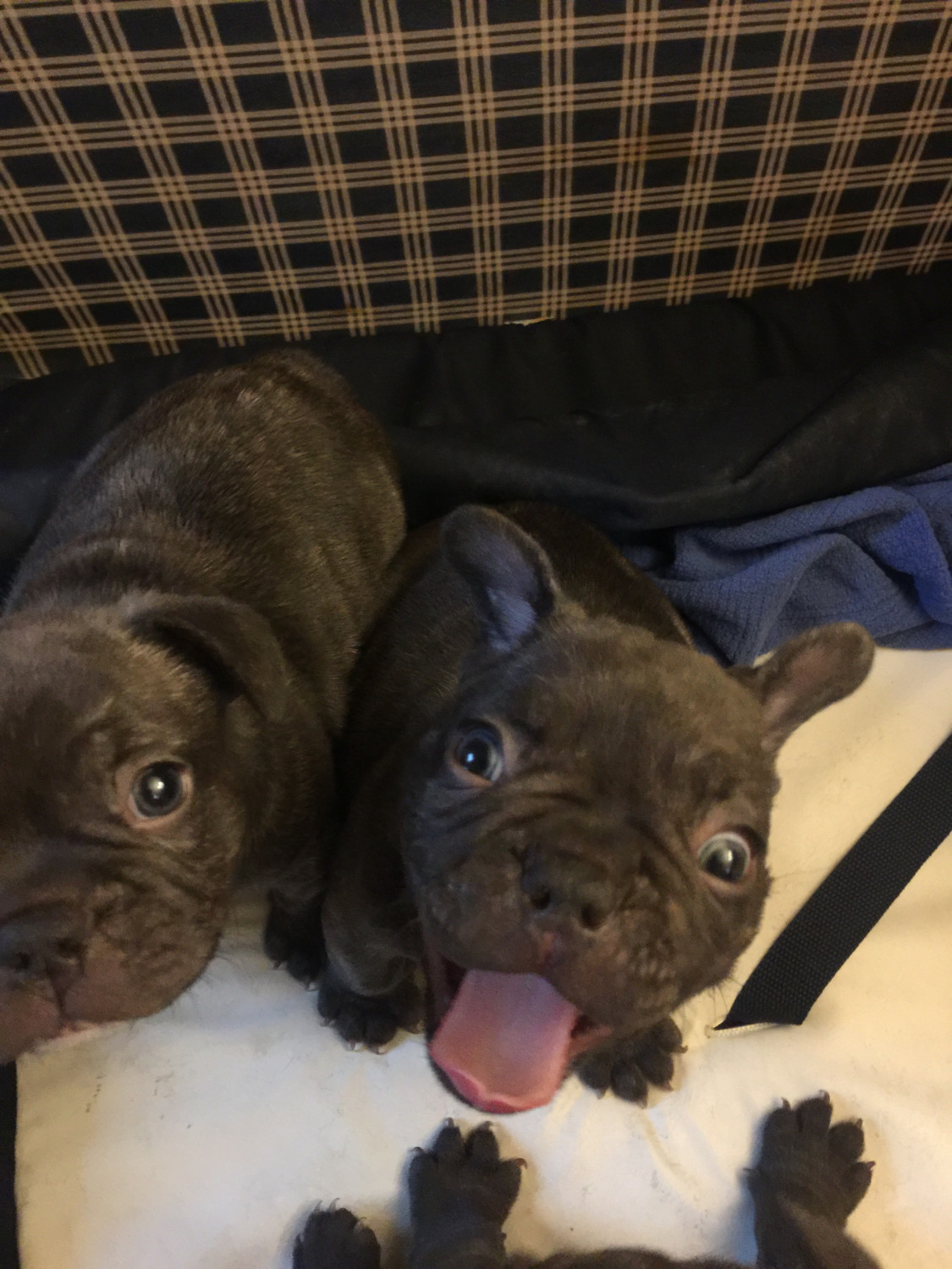 French Bulldog Puppies For Sale Joliet Il 212686