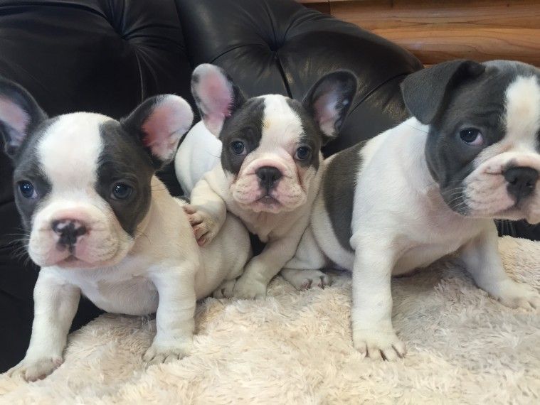 French Bulldog Puppies For Sale Saint Paul, MN 213073
