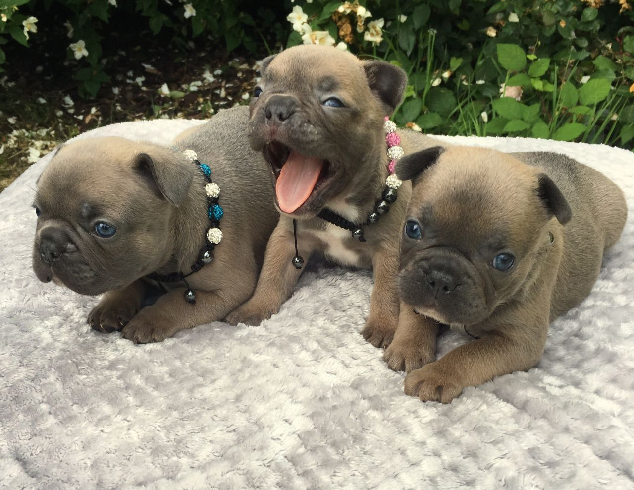 French Bulldog Puppies For Sale New York, IA 214003