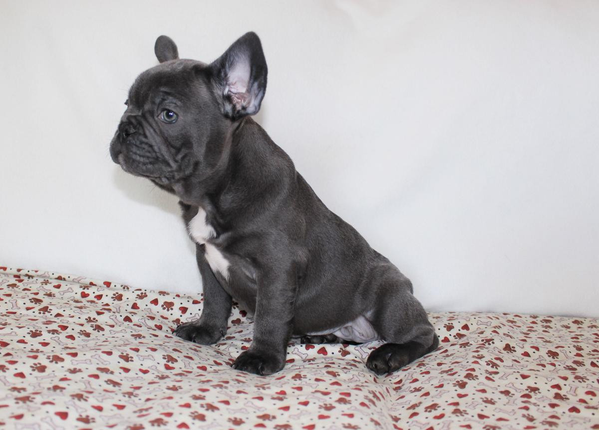 French Bulldog Puppies For Sale San Diego, CA 214897