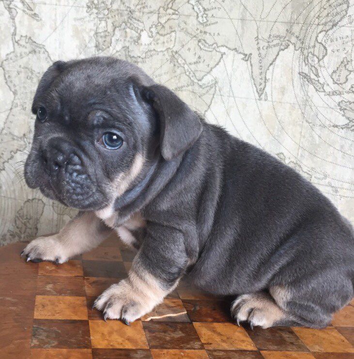 French Bulldog Puppies For Sale Florence, KY 216908