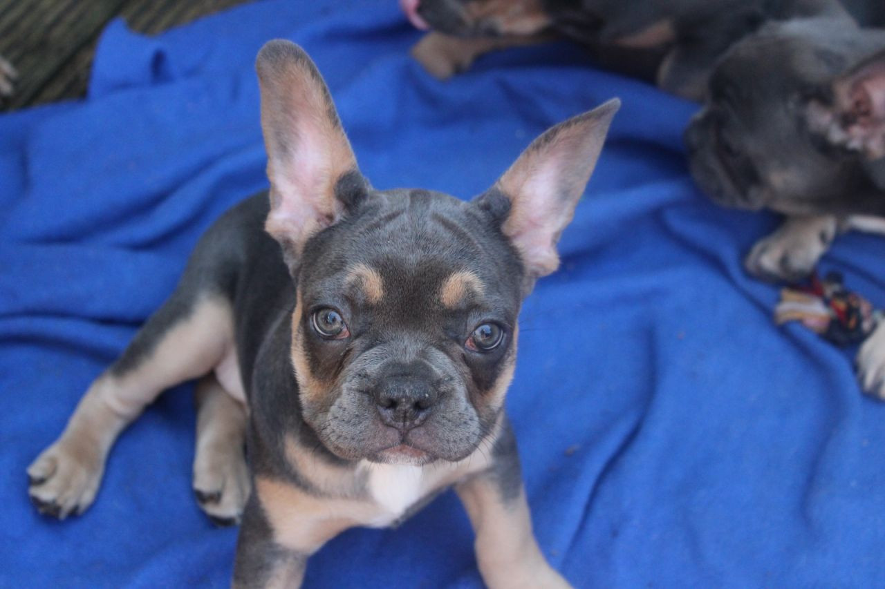 French Bulldog Puppies For Sale Denver, CO 217900