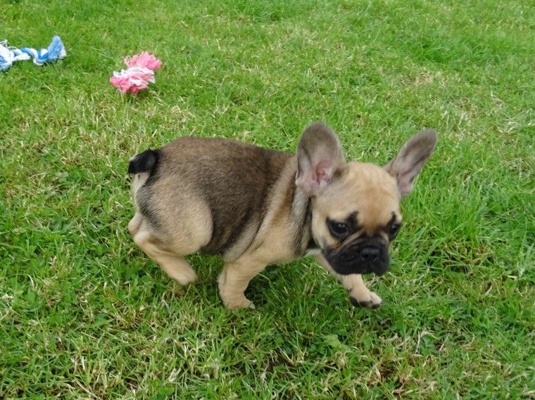 French Bulldog Puppies For Sale Columbus, OH 218708