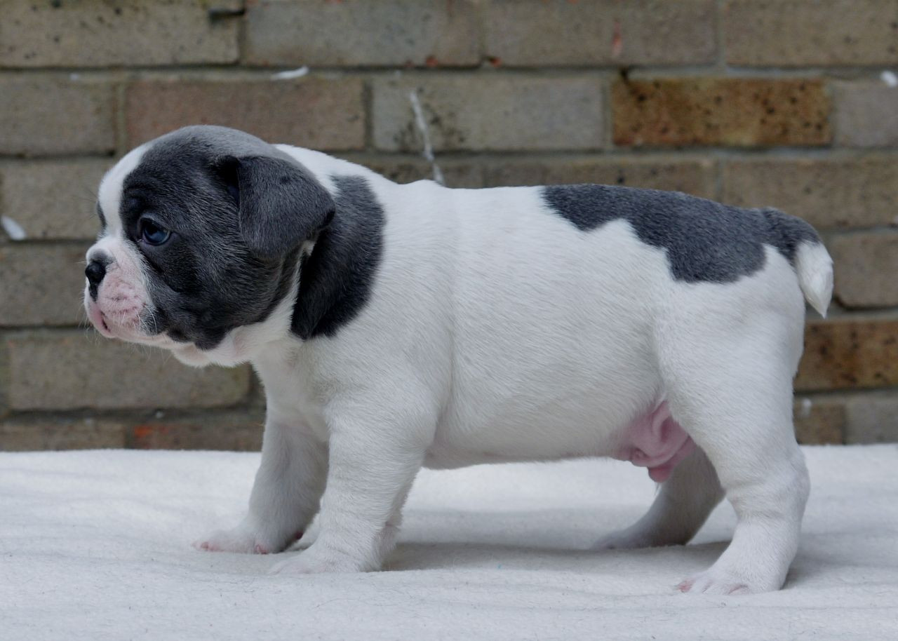 French Bulldog Puppies For Sale Pennsylvania Avenue, NY
