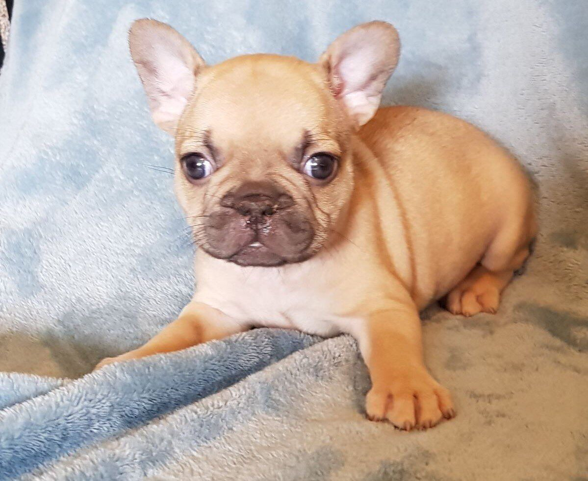 French Bulldogs For Sale In Northern
