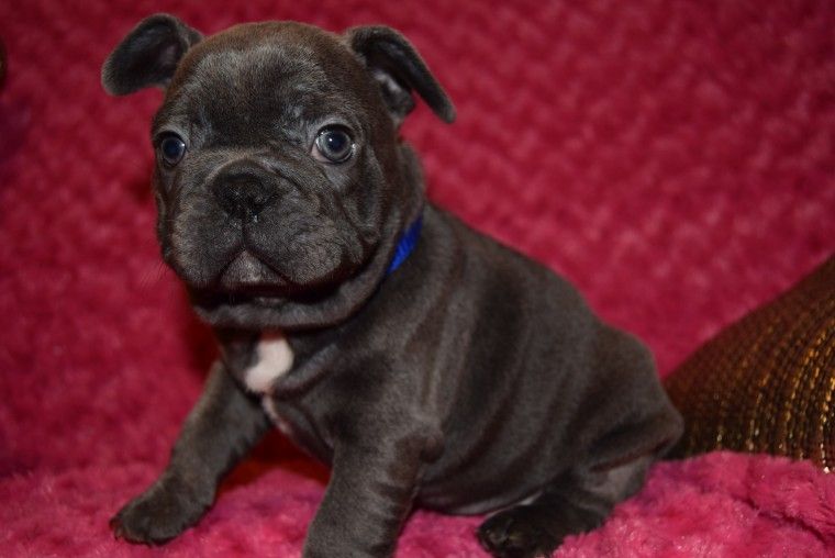 French Bulldog Puppies For Sale North Carolina Central