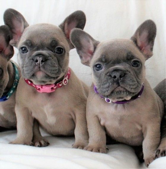French Bulldog Puppies For Sale West Spring Street, KS