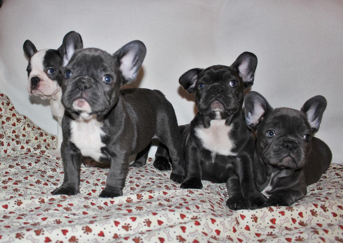 French Bulldog Puppies For Sale Sacramento, CA 223533