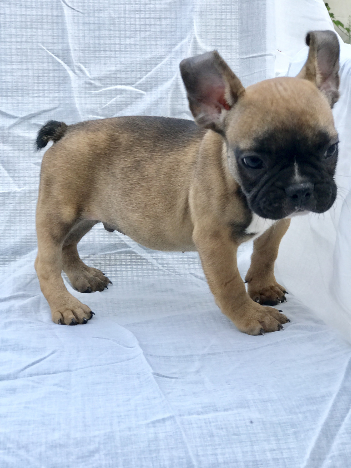 French Bulldog Puppies For Sale Orange County, CA 227427