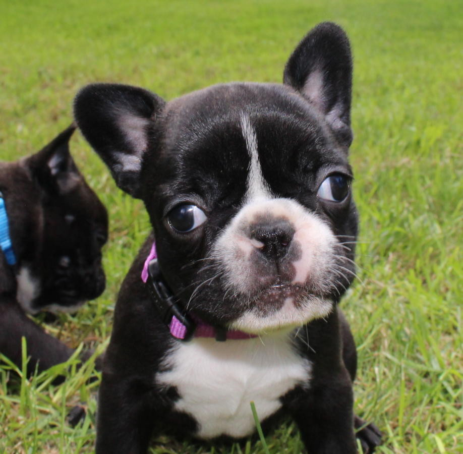 French Bulldog Puppies For Sale Kansas City, MO 227786