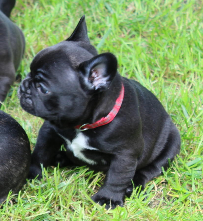 French Bulldog Puppies For Sale Seattle, WA 228205