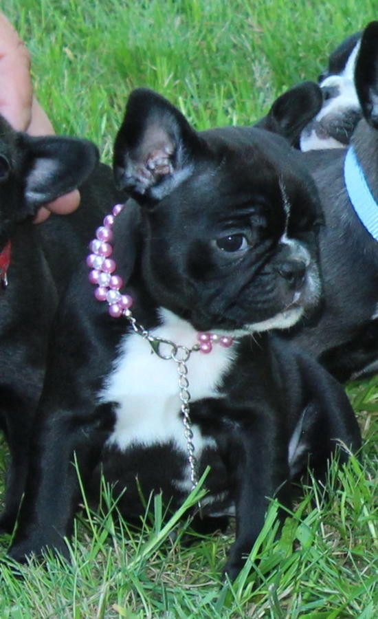 French Bulldog Puppies For Sale Seattle, WA 228205