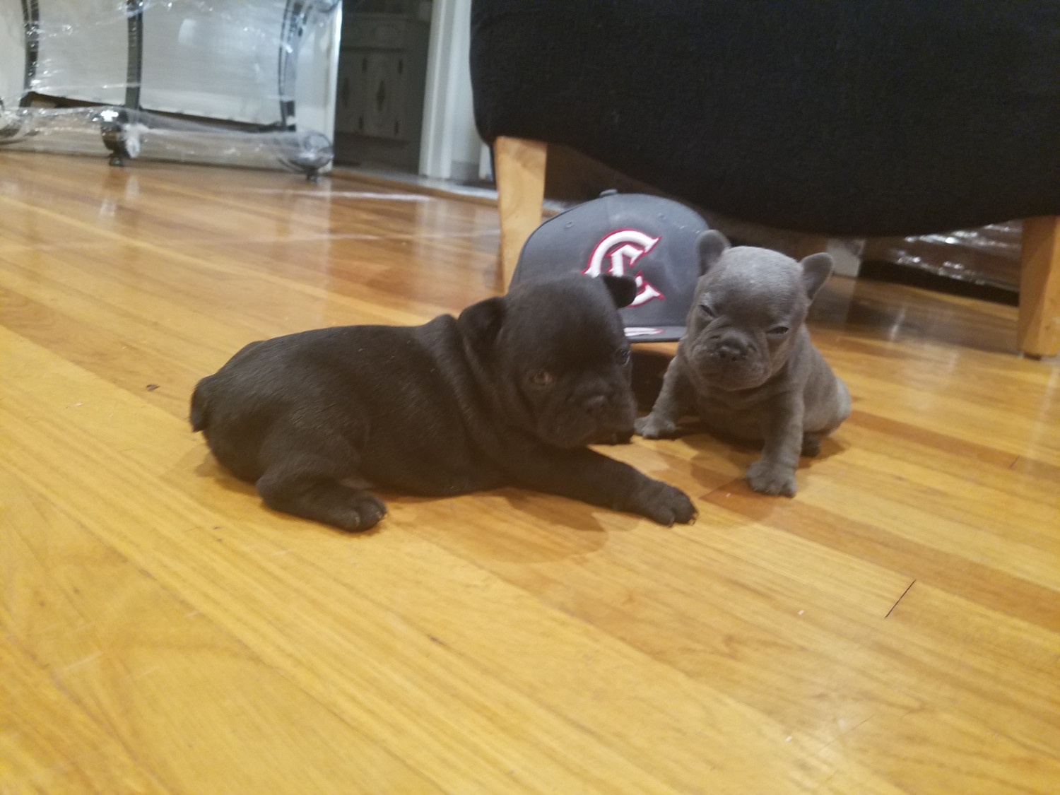 French Bulldog Puppies For Sale Downey, CA 228541