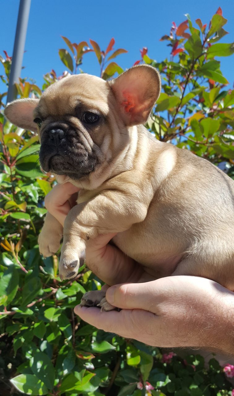 French Bulldog Puppies For Sale Indianapolis, IN 228547