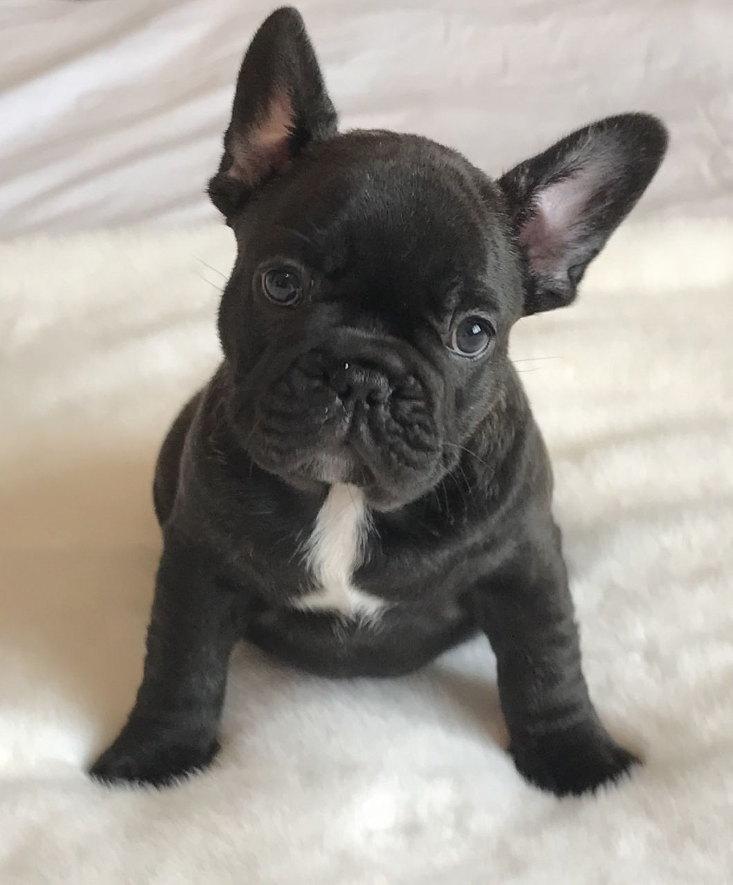 French Bulldog Puppies For Sale Little Rock, AR 228718