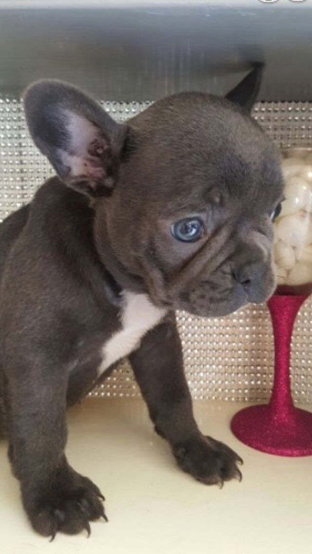 French Bulldog Puppies For Sale Richmond, VA 229335