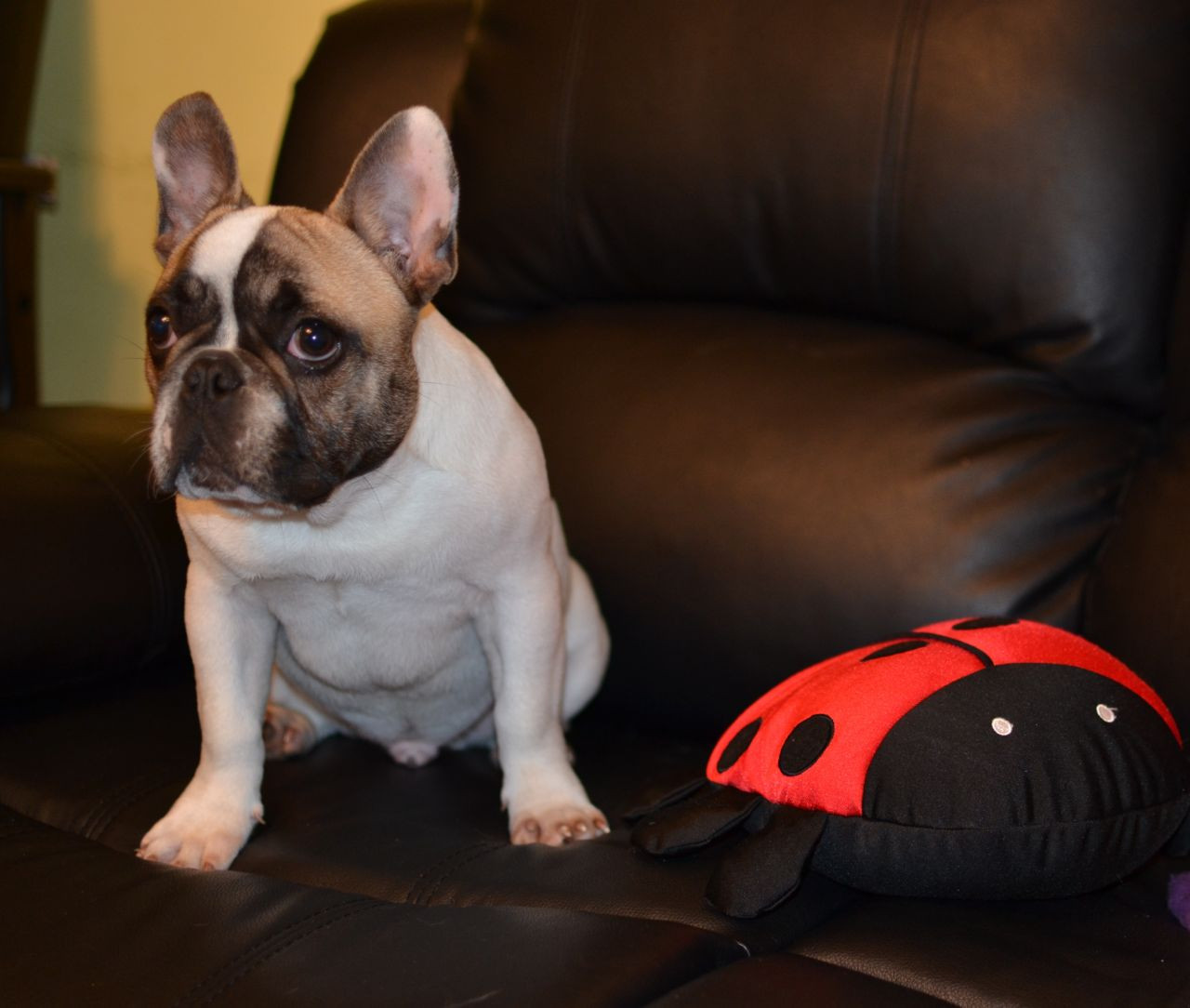 French Bulldog Puppies For Sale New York, NY 230472