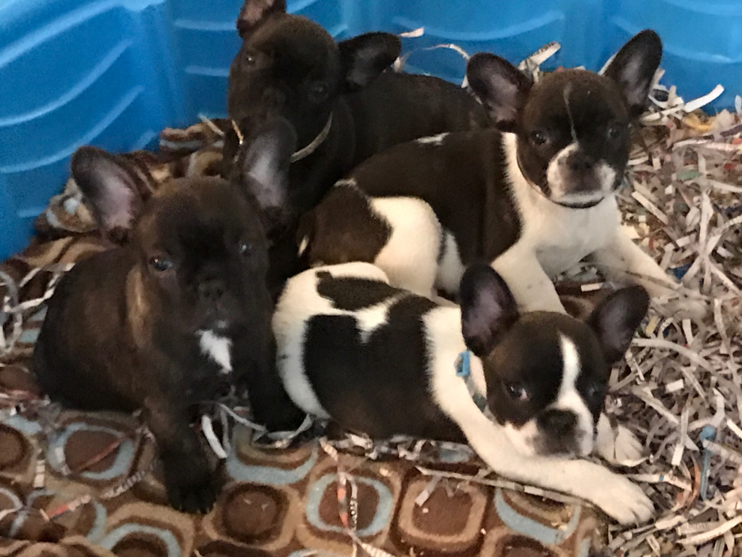 French Bulldog Puppies For Sale Milwaukee, WI 227539