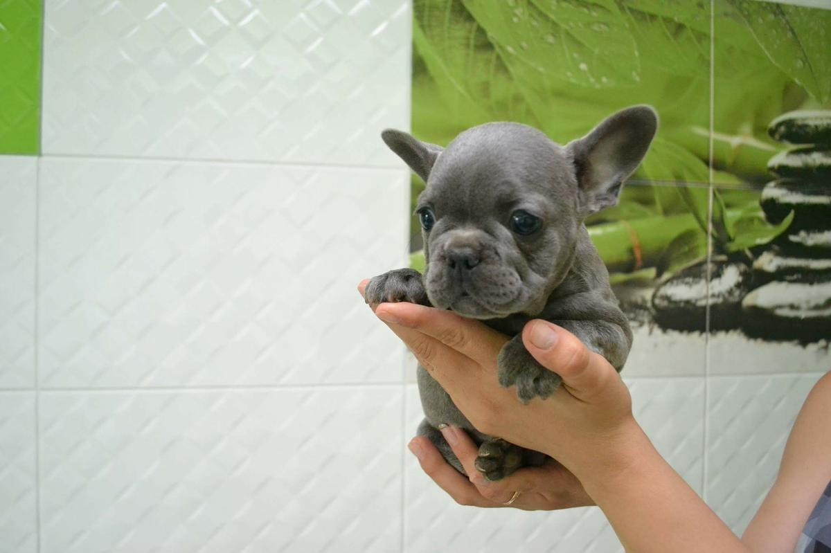 French Bulldog Puppies For Sale Pittsburgh, PA 232310