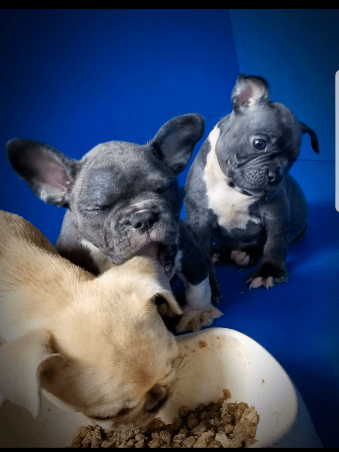 French Bulldog Puppies For Sale Miami, FL 234296
