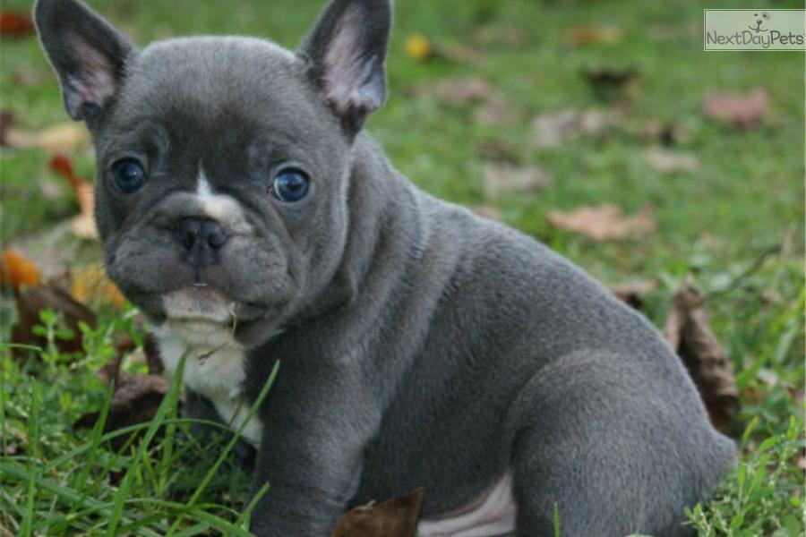 French Bulldog Puppies For Sale New York, IA 236457
