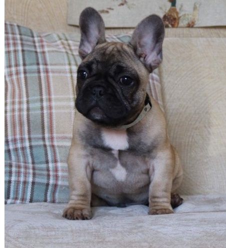 French Bulldog Puppies For Sale | Mississippi 15, MS #236785