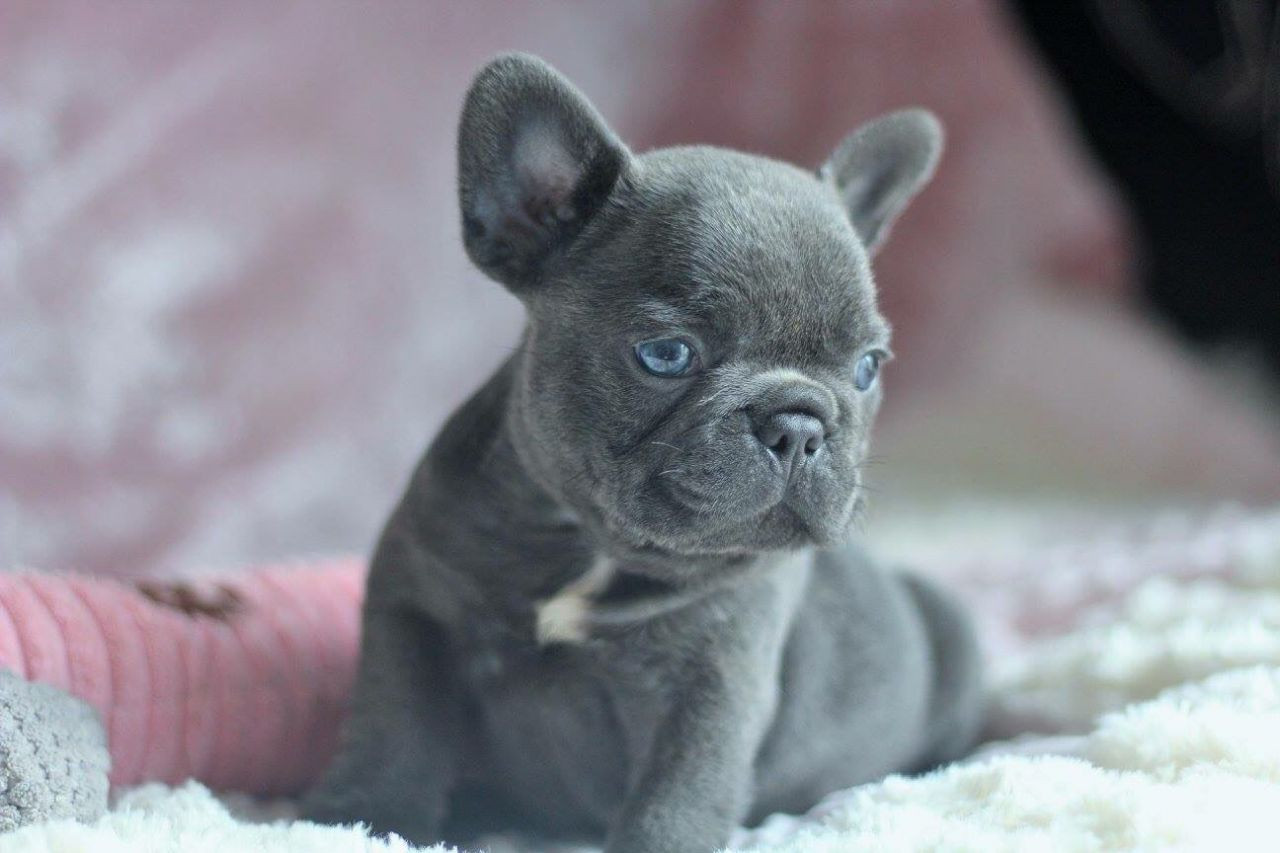 French Bulldog Puppies For Sale Anderson In 238084