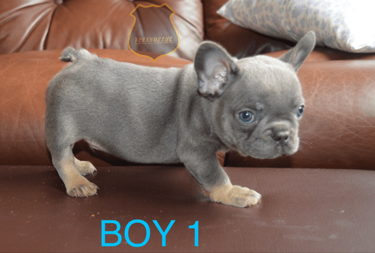 French Bulldog Puppies For Sale Baton Rouge, LA 238828