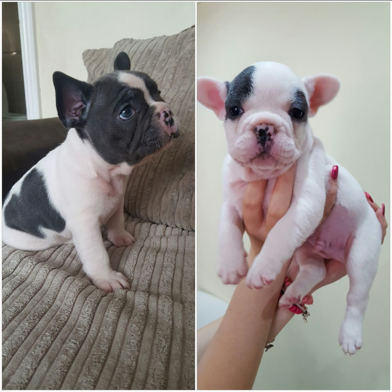 French Bulldog Puppies For Sale Southwest Portland, OR