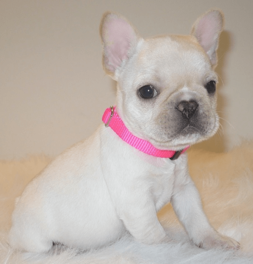 French Bulldog Puppies For Sale San Antonio, TX 240508