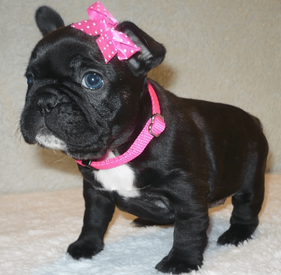 French Bulldog Puppies For Sale Dallas, TX 241359