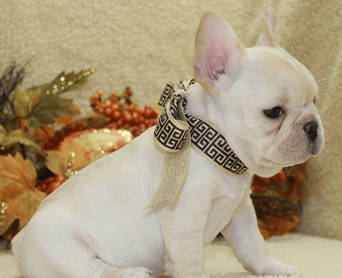 French Bulldog Puppies For Sale San Diego, CA 241543